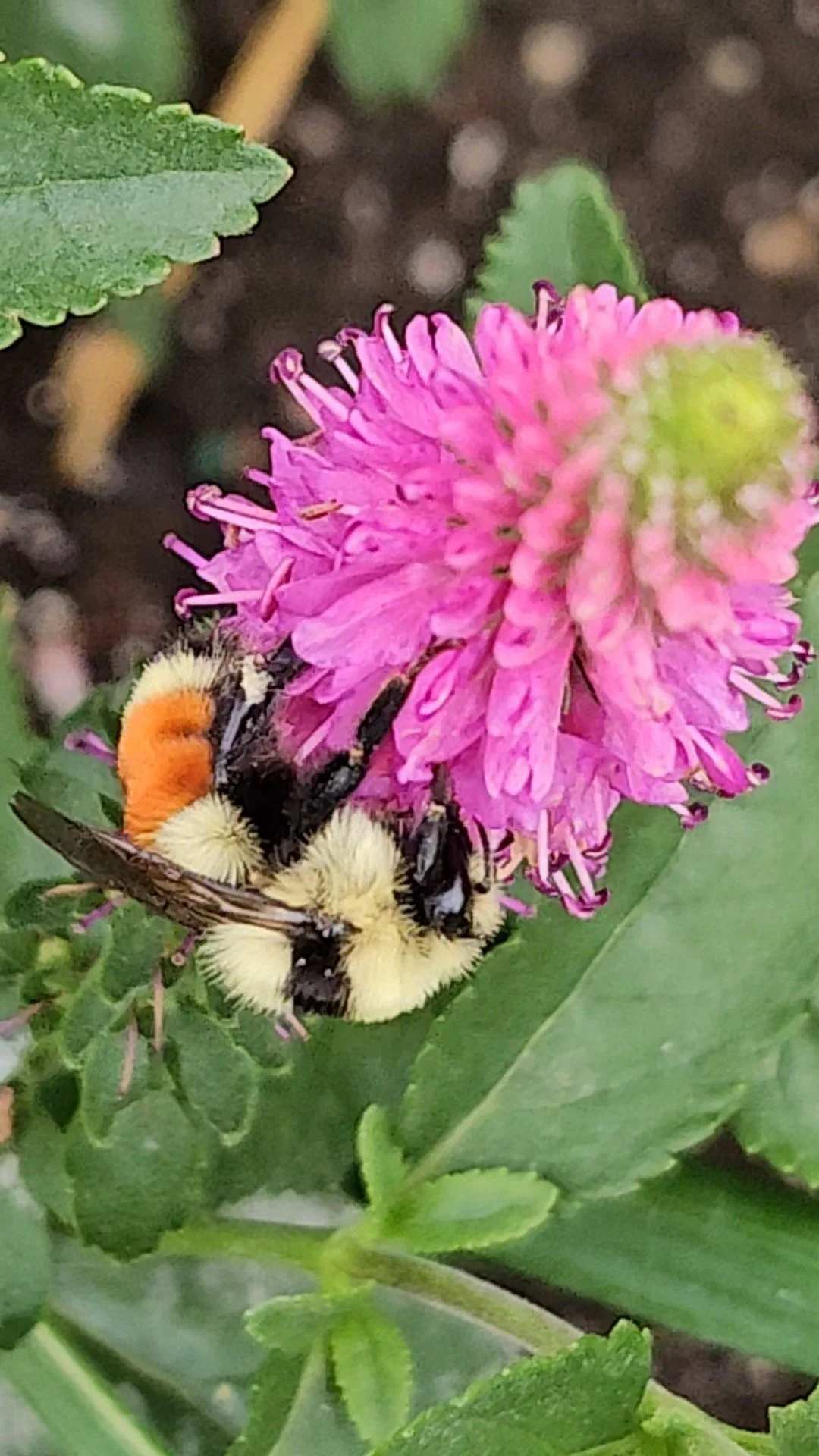 Bumble Bees of Lethbridge — Oldman Watershed Council